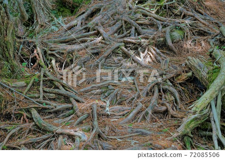 Tree roots overhanging the mountain trail of Mt. Kohide Tree roots overhanging the mountain trail of Mt. Kohide 72085506