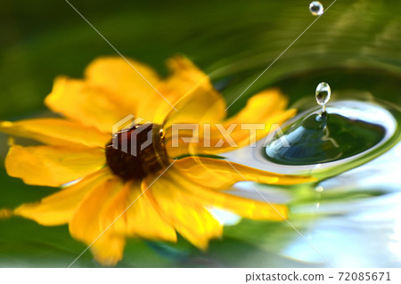 Harmony of water drops and flowers Harmony of water drops and flowers 72085671