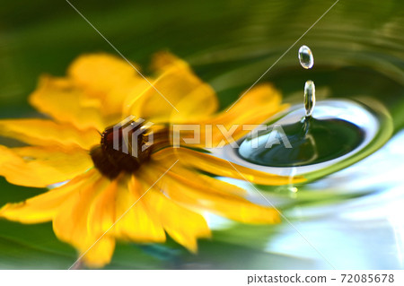 Harmony of water drops and flowers 72085678