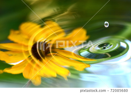 Harmony of water drops and flowers Harmony of water drops and flowers 72085680