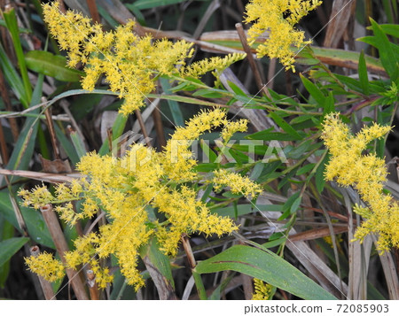 A splendid Ichirin flower blooming in the field A splendid Ichirin flower blooming in the field 72085903