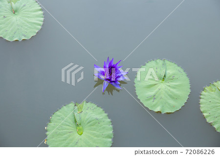 Top view of Violet lotus blooming in the pond. 72086226