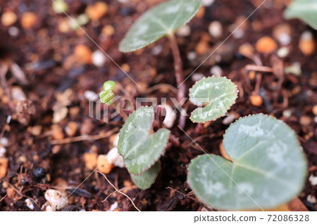 Cyclamen seedlings germinated from seeds Cyclamen seedlings germinated from seeds 72086328