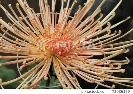 Autumn chrysanthemum flower of tube Autumn chrysanthemum flower of tube 72086329