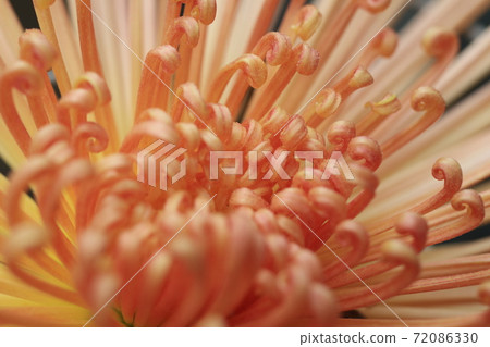 Autumn chrysanthemum flower of tube Autumn chrysanthemum flower of tube 72086330