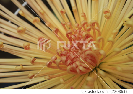 管秋菊菊花 72086331