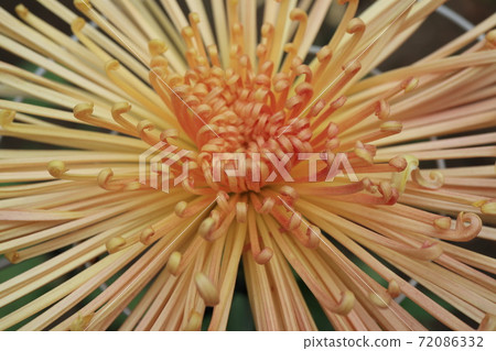 管秋菊菊花 管秋菊菊花 72086332