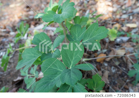 Autumn button siler Autumn button siler 72086343