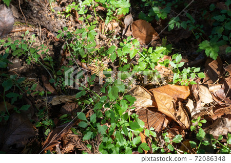 Autumn auction 72086348