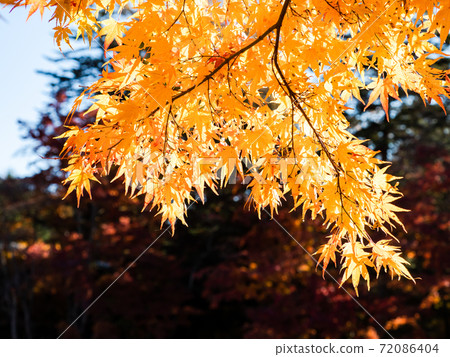 Beautiful view of Karuizawa Kumoba Pond: bright autumn leaves and blue sky 72086404