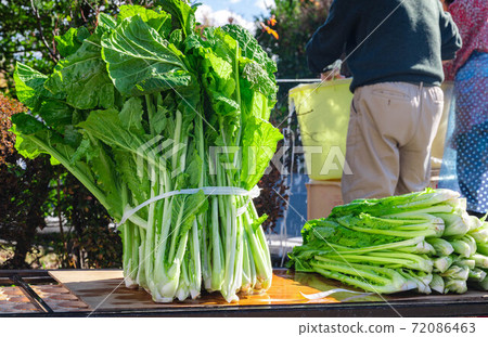 洗菜野za 洗菜野za 72086463