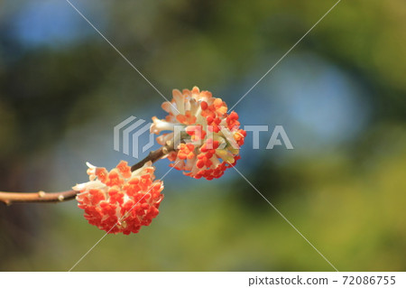 紅花三ata 紅花三ata 72086755