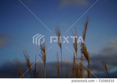 傍晚的天空和蘆葦景觀 傍晚的天空和蘆葦景觀 72086838
