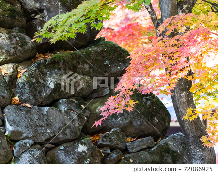 Scenery of old stone walls and bright autumn leaves Scenery of old stone walls and bright autumn leaves 72086925
