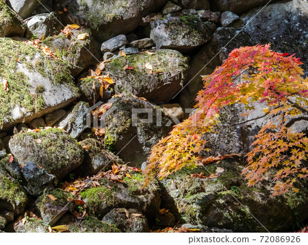 Scenery of old stone walls and bright autumn leaves Scenery of old stone walls and bright autumn leaves 72086926