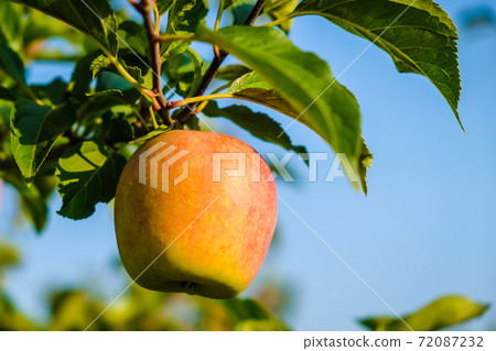 Beautiful apple trees in an apple orchard in autumn, selective focus. Apples closeup 72087232