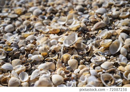 Background of seashells on the black sea coast of the Republic of Crimea, Russia. 72087238