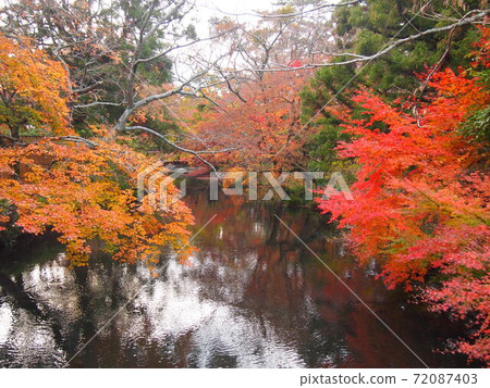 Autumn leaves and pond 72087403