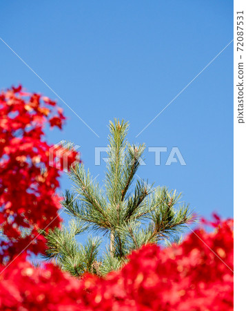 Beautiful autumn news: Bright autumn leaves and pine needles in Komoro 72087531