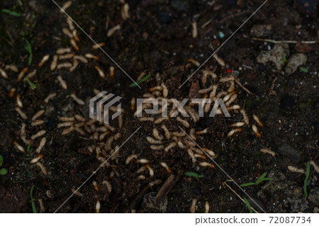 Pests termite larvae 72087734