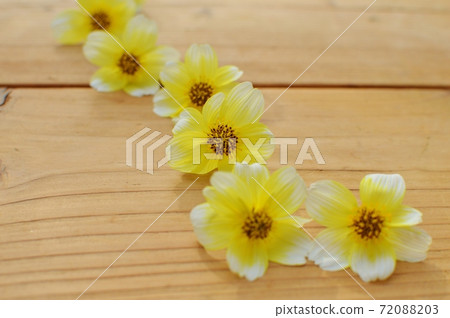 Arrange the flowers of winter cosmos. Arrange the flowers of winter cosmos. 72088203