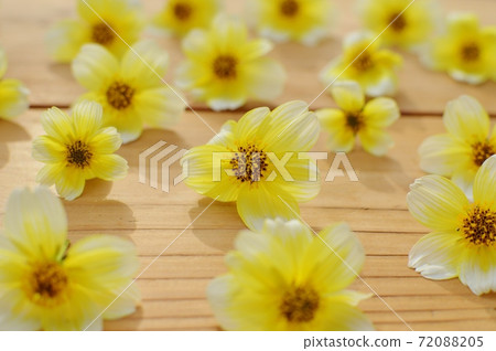 Arrange the flowers of winter cosmos. Arrange the flowers of winter cosmos. 72088205