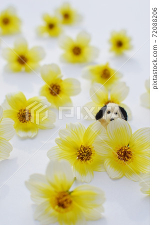 冬季波斯菊花海和一隻毛氈的狗 冬季波斯菊花海和一隻毛氈的狗 72088206