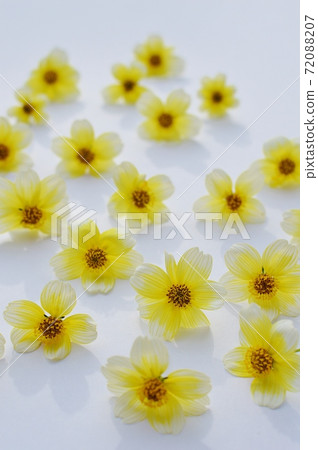 排隊冬季波斯菊花海 排隊冬季波斯菊花海 72088207