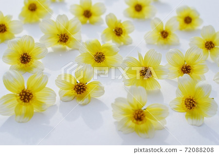 排隊冬季波斯菊花海 排隊冬季波斯菊花海 72088208