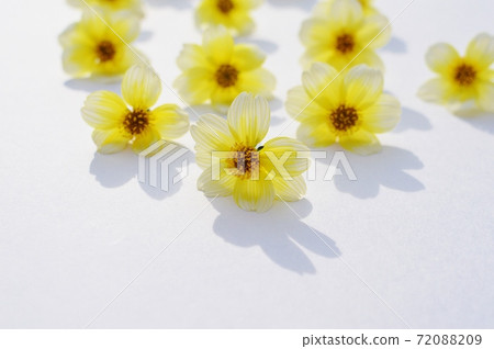 排隊冬季波斯菊花海 排隊冬季波斯菊花海 72088209