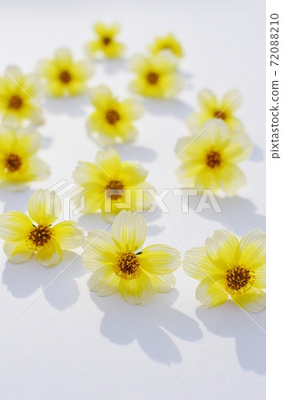排隊冬季波斯菊花海 排隊冬季波斯菊花海 72088210