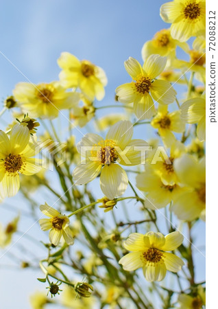 Winter cosmos flowers and blue sky Winter cosmos flowers and blue sky 72088212