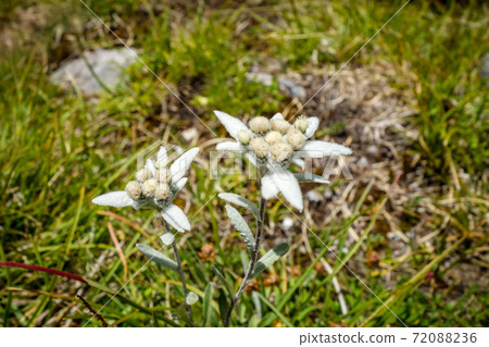 Edelweiss flowers in Vanoise national Park, France 72088236