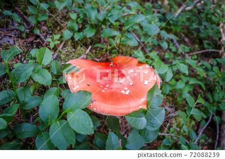 Amanita muscaria. fly agaric toadstool Amanita muscaria. fly agaric toadstool 72088239