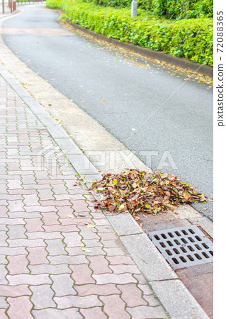 Fallen leaves collected by volunteers Fallen leaves collected by volunteers 72088365