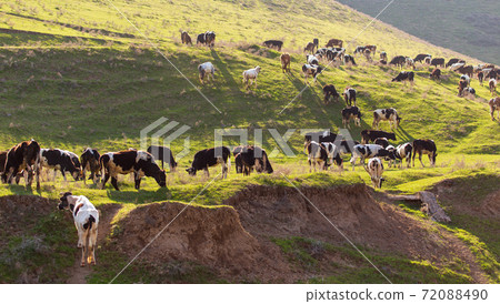 Herd of cows grazing in the hills in the spring 72088490