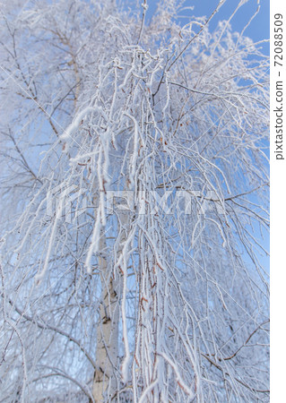 Frozen branches on a tree against a blue sky 72088509