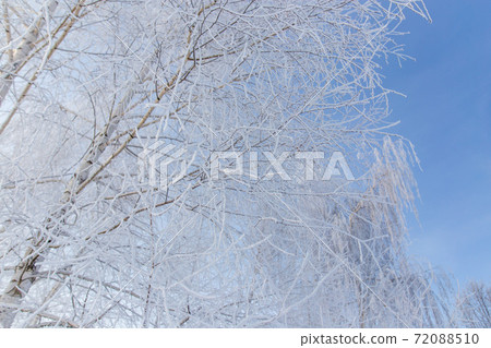 Frozen branches on a tree against a blue sky 72088510