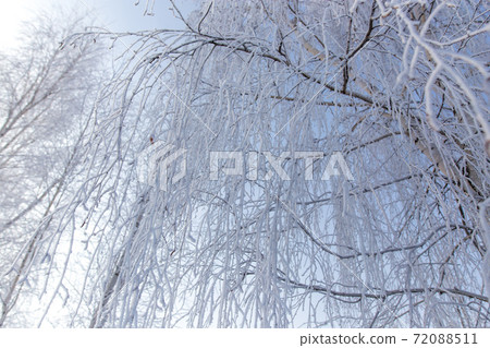 Frozen branches on a tree against a blue sky 72088511