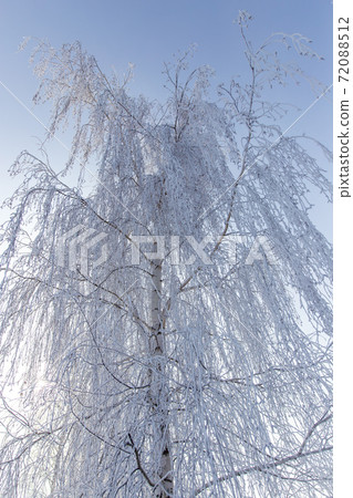 Frozen branches on a tree against a blue sky 72088512