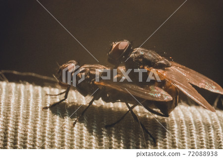 Pairing of two flies, close-up photography of the mating period of the flies. Pairing of two flies, close-up photography of the mating period of the flies. 72088938