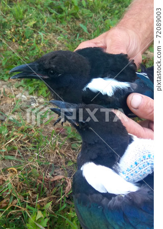 people are holding in their hands a cry forty people are holding in their hands a cry forty 72089003