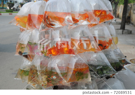 Vietnam, Ho Chi Minh, Goldfish seller 72089531