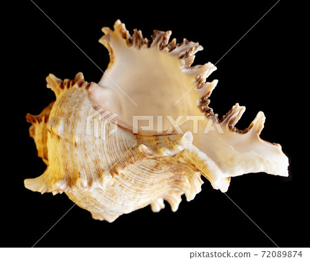 Seashell isolated on black background. Subject Seashell isolated on black background. Subject 72089874