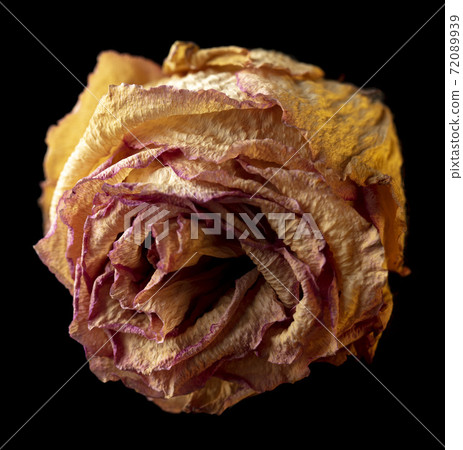 Dried rose isolated on black 72089939
