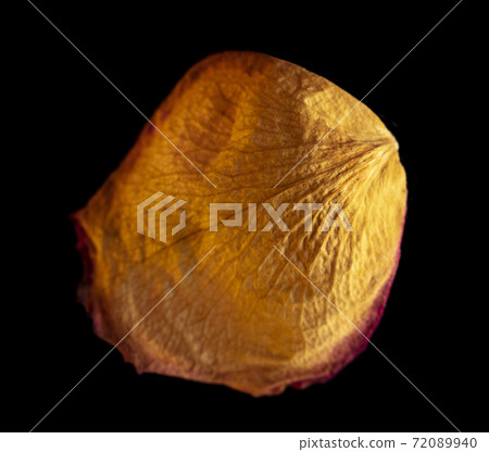 Dried rose petal isolated on black Dried rose petal isolated on black 72089940