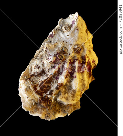 Oyster sea shell isolated on black background. Subject Oyster sea shell isolated on black background. Subject 72089941