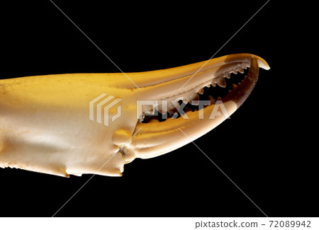 Crab claw isolated on black 72089942