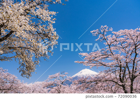 (Shizuoka Prefecture) Cherry blossoms at Taisekiji Temple Mt. Fuji (Shizuoka Prefecture) Cherry blossoms at Taisekiji Temple Mt. Fuji 72090036