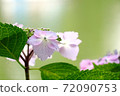 Unusual color of hydrangea 72090753
